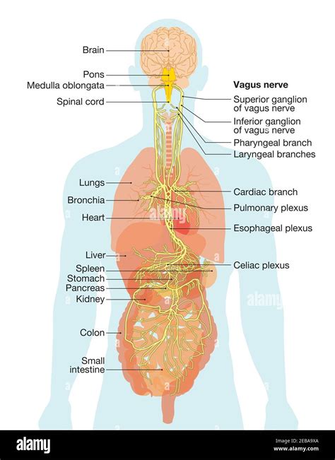 Vagus Nerve Diagram