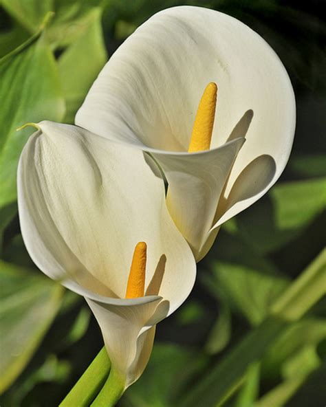 You may know these flowers as aurelian lilies. Types of Lilies - Beautiful Lily Flowers | HubPages