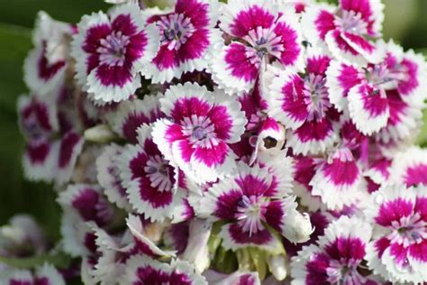 How To Grow Dianthus In Your Garden A Guide To Propagation Planting