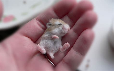 15 Adorable Hamsters That Will Cause A Cuteness Overload Bored Panda