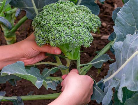 When And How To Harvest Broccoli