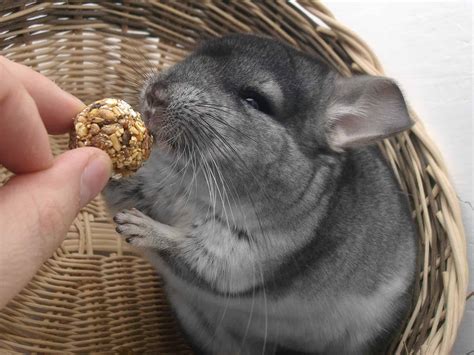 50 Charming Chinchilla Facts That You Have To Know