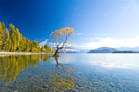 New Zealand Photos Lake Wanaka Willow Tree Autumn Sisson Stock Photos