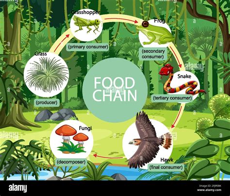 42 Food Chain In The Tropical Rainforest Search Lesson Plans