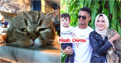 Foto Tuah Seekor Bujibu Kucing Paling Glamour Di Malaysia Sambut