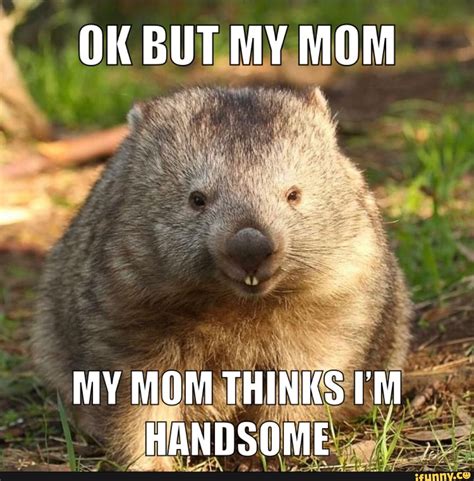 Wombat Memes Best Collection Of Funny Wombat Pictures On Ifunny My