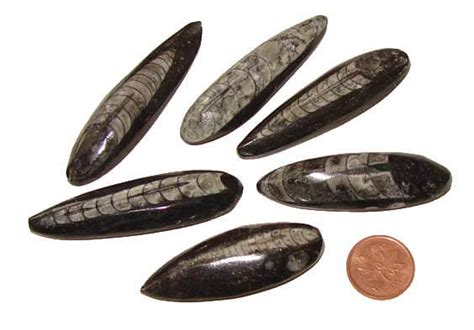 Where To Buy Orthoceras The Meaning Of Fossil Stones