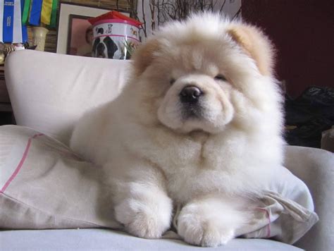 Cream Chow Chow Puppies