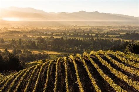 Gift card terms and conditions are subject to change by vineyard vines, please check vineyard vines website for more details. Winery of the Week: Newton Vineyards - Wine Blog