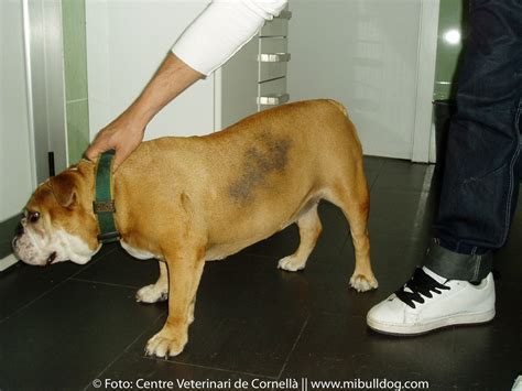 Alopecia Cíclica De Los Flancos Alopecia Recidivante Mi Bulldog