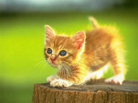 Cute Kitten On A Stump Cute Kittens Fan Art 35485487 Fanpop