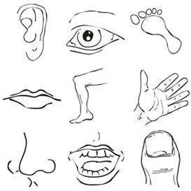 Human face vector clipart and illustrations (191,796). Free My Body Cliparts, Download Free Clip Art, Free Clip Art on Clipart Library