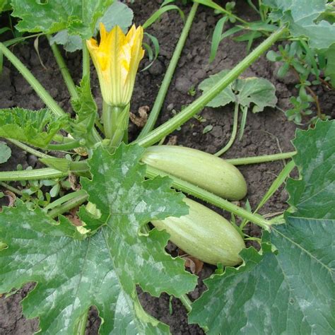 We deliberately let them grow that size in order to collect the seeds. Zucchini- Lebanese seeds | The Seed Collection