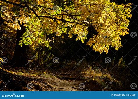 Yellow Maple Alley In The Autumn Forest Stock Photo Image Of Girl