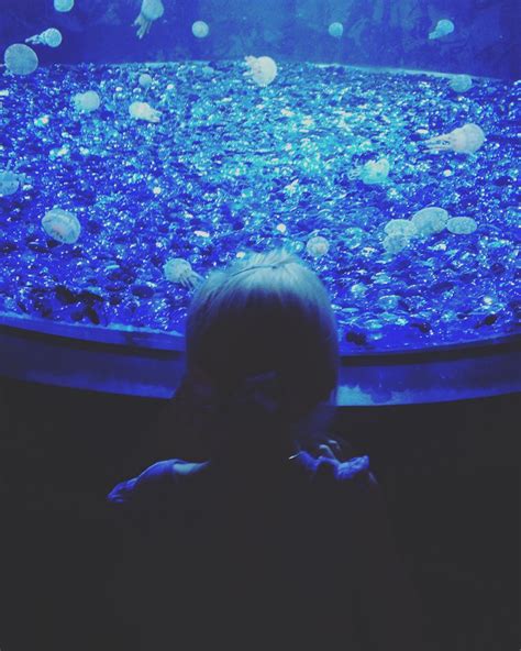Odysea Aquarium Review Phoenix With Kids