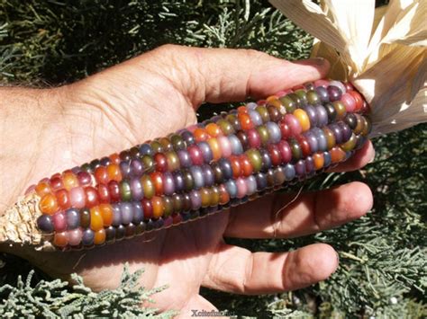 Corn is a whole grain if the bran, germ, and endosperm are all left intact, just like whole wheat. Colorful Real Corn On The Cob - XciteFun.net