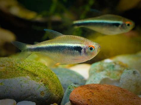 Black Neon Tetra Caresheet Hyphessobrycon Herbertaxelrodi Aquariadise