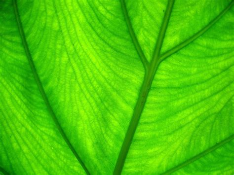 Use them in commercial designs under lifetime, perpetual & worldwide rights. Green Themes Backgrounds - Wallpaper Cave
