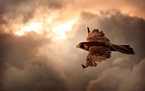 Hawk Flying In Sky 4k Wallpaperhd Birds Wallpapers4k Wallpapers