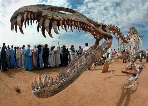 Remains Of Last African Dinosaur Discovered In Morocco Face2face Africa