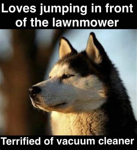 Funny animals memes that will make you smile having a mother of a day. 20+ Best of Animals Memes In 2020