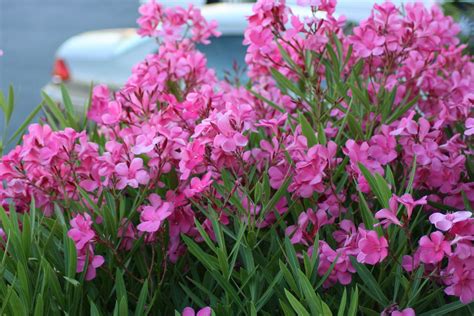 Full sun and reflected heat. Pink Oleanders | Took them at the SunDowner Inn where I ...