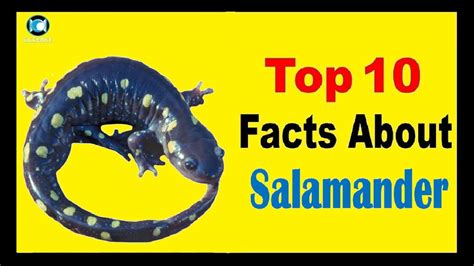 Salamander Facts Youtube