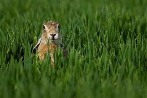 Gulf news reader shares pictures of the exotic birds and animals in the green planet, dubai. Cute Funny Animalz: Cool Animals Photos Funny and Cute ...