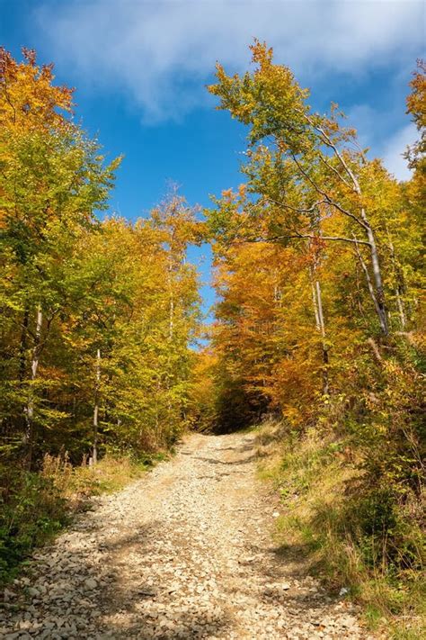 Beautiful Landscape With Autumn Trees In Carpathian Mountains Ukraine