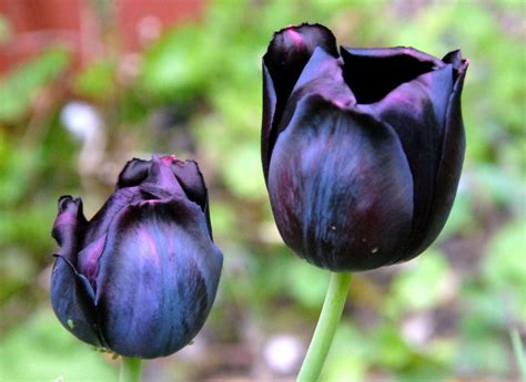 Black Parrot Tulip Black Tulip Flowers Tulip Colors Tulips Flowers Flowers Nature Blossom