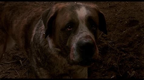 Cujo 1983