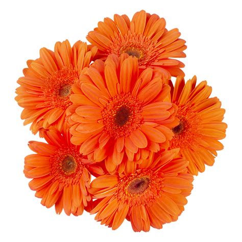 Save On D I Y Gerbera Daisy Orange Order Online Delivery Giant