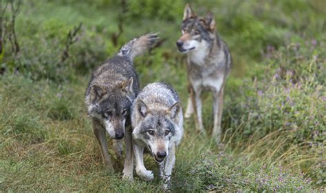 Chernobyl Nuclear Disaster Wolves Could Spread Mutant