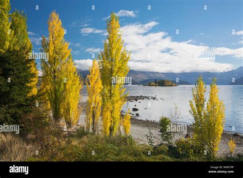 Poplars Growing On The Shore Of Lake Wanaka Autumn Roys Bay Wanaka