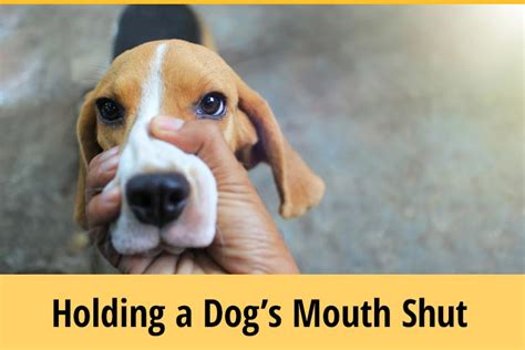Is It Ok To Hold A Dogs Mouth Shut Zooawesome