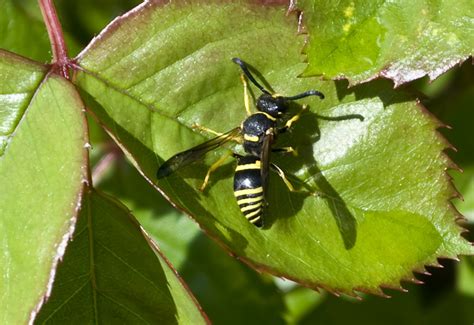 Mason Wasp Male Ancistrocerus Species A Photo On Flickriver