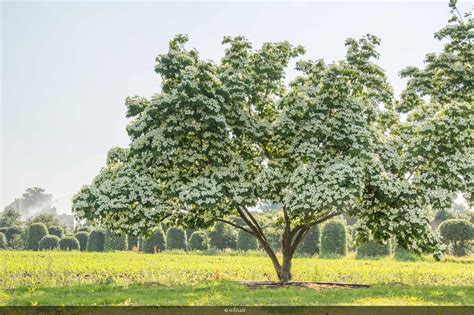 » search the dogwoods database: Cornus kousa 'Milky Way' multistandard | Flowering trees ...
