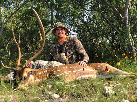 Texas Free Range Axis Deer Quality Hunts