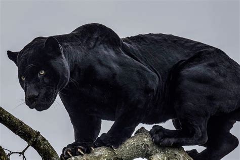 Black Panthers Are Not An Actual Species They Are Jaguars And