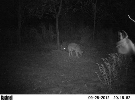 Creepy Trail Cam Photo Unknown Paranormal Forum
