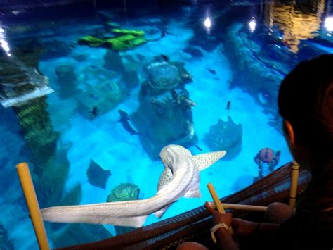 Stream songs including guns & butter, corrupted and more. Shark Week at SEA LIFE Aquarium | Get a free ticket ...