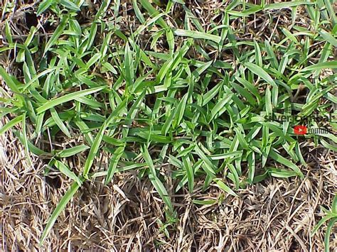 Broadleaf Lawn Weeds Crabgrass Preventer Plus Green Up Lawn