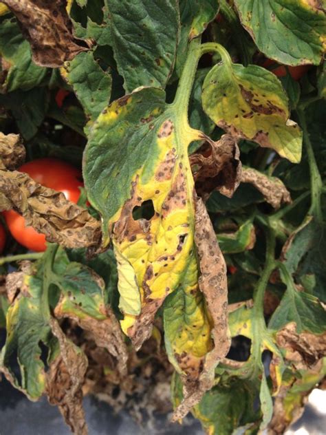 Rotating away from a susceptible host for 1 or 2 years is adequate for reducing populations of the pathogens that cause leaf blight of onion and bacterial spot of pepper, for example. Tomato Diseases & Disorders | Home & Garden Information ...
