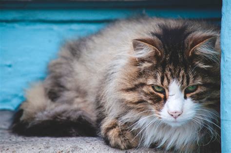 How Do I Deal With A Senior Cat With Matted Fur Senior Cats