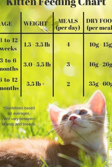 Cat Weight Chart By Age Kg