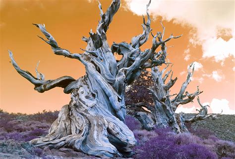 Bristlecone Pine Trees Approx 4000 Years Old And Still Growing Strong