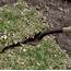 Easiest Way To Dig Up Grass  Lynda Makara