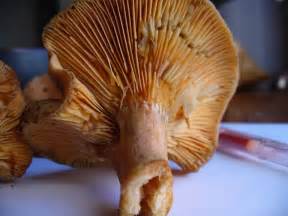 Wild Yellow Orange Mushroom Id Mushroom Hunting And