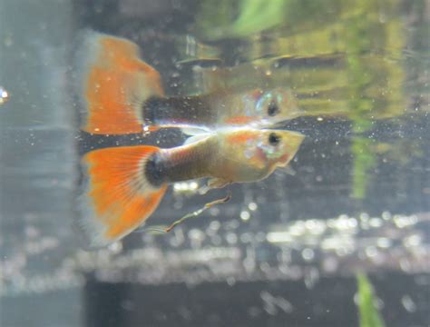 Does my male guppy have parasites? What should I do? : Aquariums