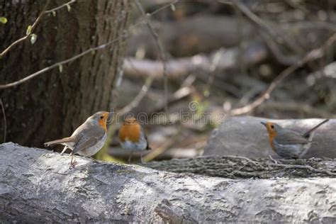 Robins Standing On A Log In Springtime Stock Image Image Of Animal